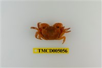 藏品(絨毛近方蟹)的圖片